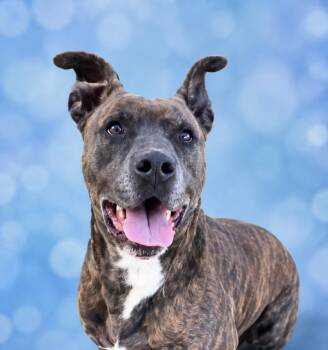 Jack -  Terrier and Plott Hound Dog for Adoption in San Antonio, Texas - Jack | PetCurious
