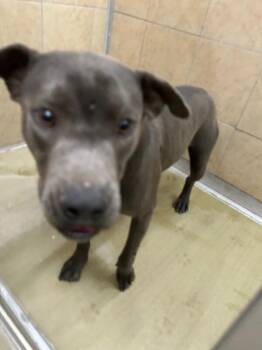 Johnson -  Mixed Breed Dog Available for Adoption in Hobbs, New Mexico - Johnson | PetCurious