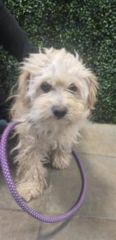 Maltese and Mixed Breed Dogs Available for Adoption in El Paso, Texas - Peluche | PetCurious