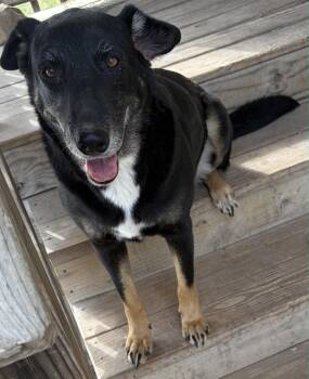 German Shepherd Dog Dogs Available for Adoption in Luling, Texas - Martha Springfield | PetCurious