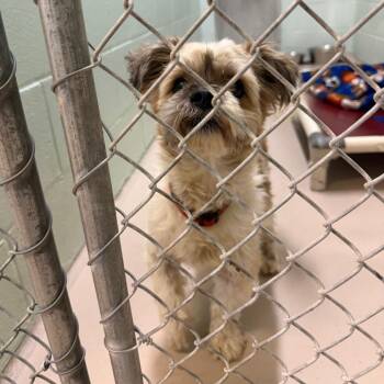 S64033 -  Mixed Breed Dog for Adoption in Newark, New Jersey - S64033 | PetCurious