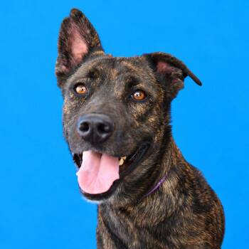 PHOENIX -  Dutch Shepherd Dog for Adoption in Pasadena, California - PHOENIX | PetCurious