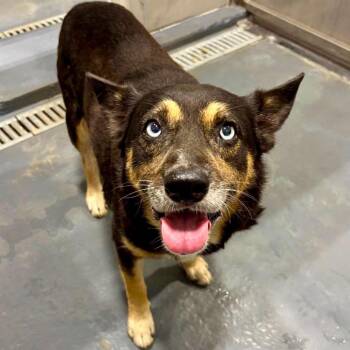 Sniffer -  Mixed Breed Dog for Adoption in Austin, Texas - Sniffer | PetCurious