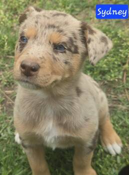 Australian Shepherd Dogs Available for Adoption in Alexander, Arkansas - Sydney | PetCurious