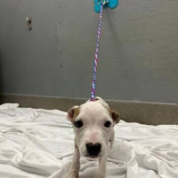 SONIQUE -  Pit Bull Terrier Dog for Adoption in Las Vegas, Nevada - SONIQUE | PetCurious