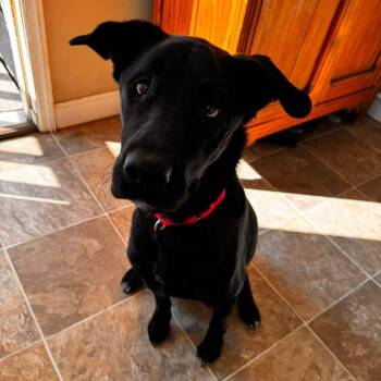 Luna -  Mixed Breed Dog for Adoption in Edwardsville, Illinois - Luna | PetCurious