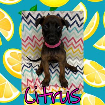 Citrus -  Doberman Pinscher and Belgian Shepherd Malinois Dog for Adoption in Royse City, Texas - Citrus | PetCurious