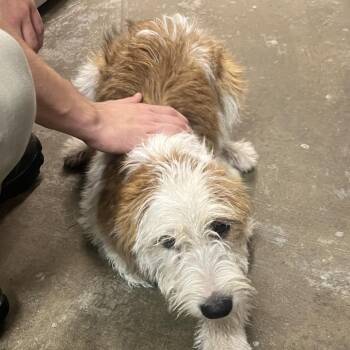 Sweet Tea -  Terrier Dog for Adoption in Clanton, Alabama - Sweet Tea | PetCurious