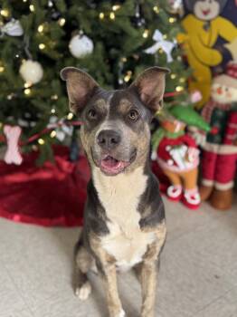 Rescue Mixed Breed Dogs for Adoption in Chickasha, Oklahoma - Hazel | PetCurious