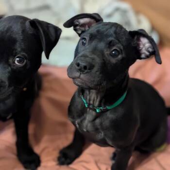 Black Labrador Retriever and Mixed Breed Dogs Available for Adoption - Bear | PetCurious