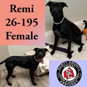 Labrador Retriever and Boxer Dogs Available for Adoption - Remi | PetCurious