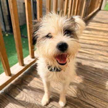 Kira (Benefactor Dog) -  Terrier and Shih Tzu Dog for Adoption in Abbotsford, British Columbia - Kira (Benefactor Dog) | PetCurious