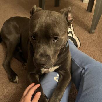 Rex -  Pit Bull Terrier and Mixed Breed Dog for Adoption in Valley, Alabama - Rex | PetCurious
