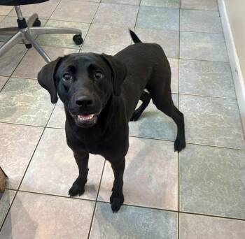 BEAUTIFUL BABY -  Black Labrador Retriever Dog for Adoption in Northwood, Ohio - BEAUTIFUL BABY | PetCurious