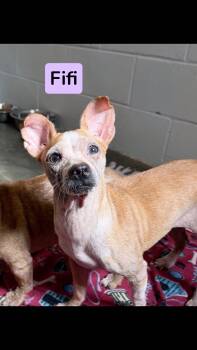 Fifi -  Chihuahua Dog for Adoption - Fifi | PetCurious