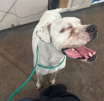 Mixed Breed Dogs Available for Adoption - BEETS | PetCurious