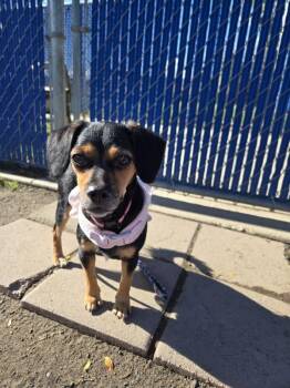 Star -  Chihuahua Dog for Adoption in Kennewick, Washington - Star | PetCurious