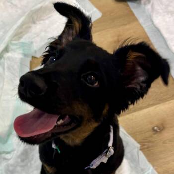 Scarlet -  Australian Cattle Dog Blue Heeler Dog for Adoption in Springboro, Ohio - Scarlet | PetCurious