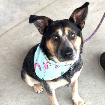 Maverick -  Australian Cattle Dog Blue Heeler Dog for Adoption in Sequatchie, Tennessee - Maverick | PetCurious