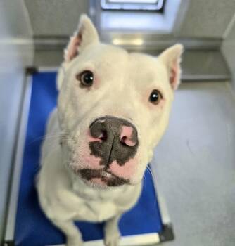 Phaedra -  Pit Bull Terrier Dog for Adoption in Wellington, Kansas - Phaedra | PetCurious