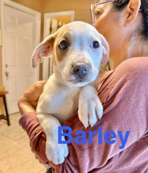 Labrador Retriever Dogs Available for Adoption in Austin, Texas - Barley | PetCurious