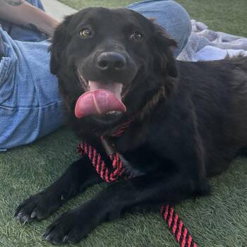 Daisy Mae -  Cocker Spaniel and Mixed Breed Dog for Adoption in Hawthorne, California - Daisy Mae | PetCurious