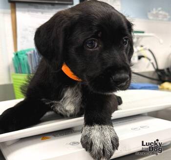 Kip -  Labrador Retriever Dog for Adoption in Washington, District Of Columbia - Kip | PetCurious