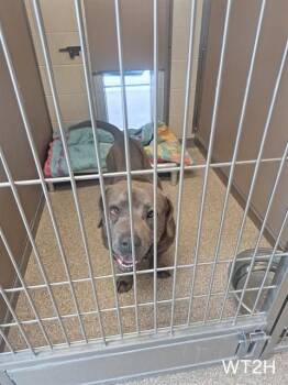 Staffordshire Bull Terrier and Mixed Breed Dogs Available for Adoption in Albuquerque, New Mexico - TUPAC | PetCurious