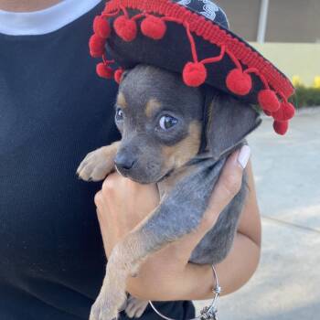 Rescue Chihuahua Dogs for Adoption in Escondido, California - Charlotte Flair | PetCurious