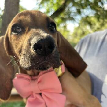 Magnolia(Maggie) -  Coonhound Dog for Adoption in Austin, Texas - Magnolia(Maggie) | PetCurious