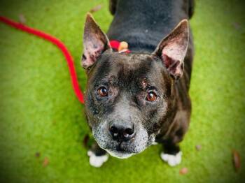 PREST -  Staffordshire Bull Terrier Dog for Adoption in Orlando, Florida - PREST | PetCurious