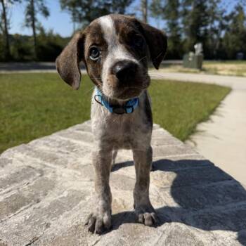Moose -  Hound and Mixed Breed Dog for Adoption in Baton Rouge, Louisiana - Moose | PetCurious