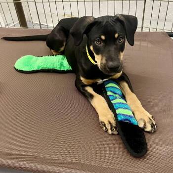 Dandy -  Mixed Breed Dog for Adoption in Groveland, Massachusetts - Dandy | PetCurious