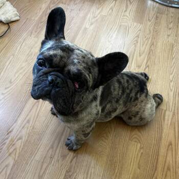 Toad -  French Bulldog Dog for Adoption in Turlock, California - Toad | PetCurious