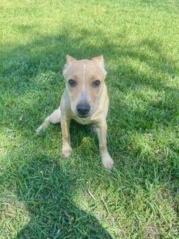 Dolly -  Chihuahua and Pit Bull Terrier Dog for Adoption - Dolly | PetCurious