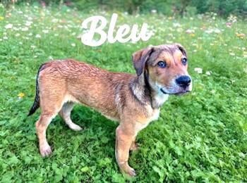 Bleu -  Belgian Shepherd Malinois and German Shepherd Dog Dog for Adoption in San Antonio, Texas - Bleu | PetCurious