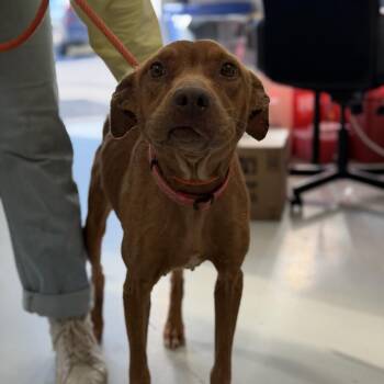 Mixed Breed Dogs Available for Adoption - Sugar | PetCurious