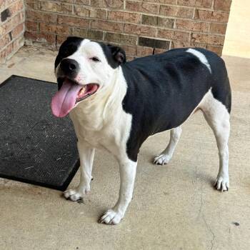 Mojito -  Pit Bull Terrier Dog for Adoption in Greensboro, North Carolina - Mojito | PetCurious