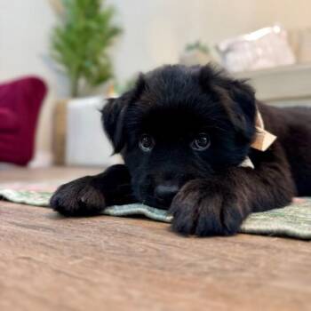 Raven Y2K -  Australian Kelpie Dog for Adoption in Friendswood, Texas - Raven Y2K | PetCurious