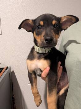 Shepherd Dogs Available for Adoption - Weston | PetCurious