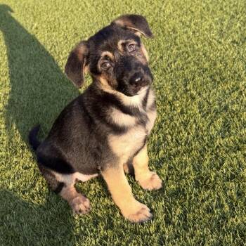 Toots -  Mixed Breed Dog for Adoption in Huntsville, Alabama - Toots | PetCurious