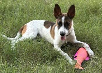 Rescue Parson Russell Terrier and Mixed Breed Dogs for Adoption in Carrollton, Texas - Call Domingo | PetCurious