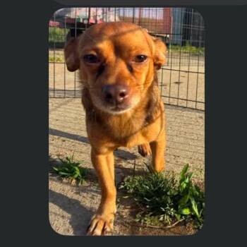 Chihuahua and Mixed Breed Dogs Available for Adoption in Rockville, Maryland - Red | PetCurious