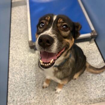 Sheba -  Husky and Mixed Breed Dog for Adoption in Manhattan, Kansas - Sheba | PetCurious