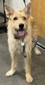 Rescue Scottish Terrier Dogs for Adoption - HENNY | PetCurious