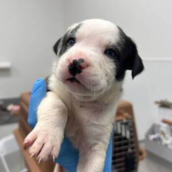 Mixed Breed Dogs Available for Adoption in Bentonville, Arkansas - Panda | PetCurious