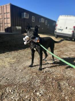 Rescue American Staffordshire Terrier Dogs for Adoption in Chester, South Carolina - PEAKY | PetCurious