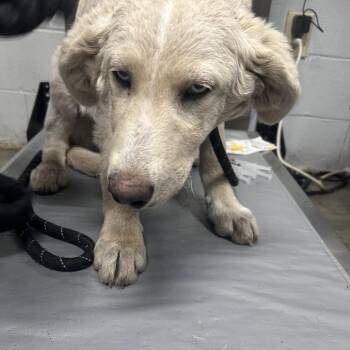 Mixed Breed Dogs Available for Adoption in Summerville, South Carolina - Childlike Empress | PetCurious