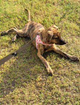 Alaska -  Plott Hound and German Shepherd Dog Dog for Adoption in Cary, North Carolina - Alaska | PetCurious