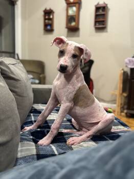 Rescue Pit Bull Terrier Dogs for Adoption in Dover, Arkansas - Liviya | PetCurious